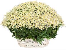 Цветочная композиция из Ромашки в корзине #REPLACE_PRED# Парфентьево